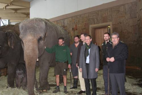 Ralf Wieland, Michael Müller und weitere Menschen stehen neben Elefanten in einem Gehege.